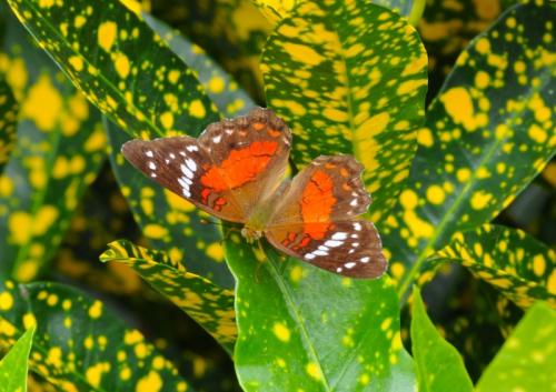 Anartia amathea